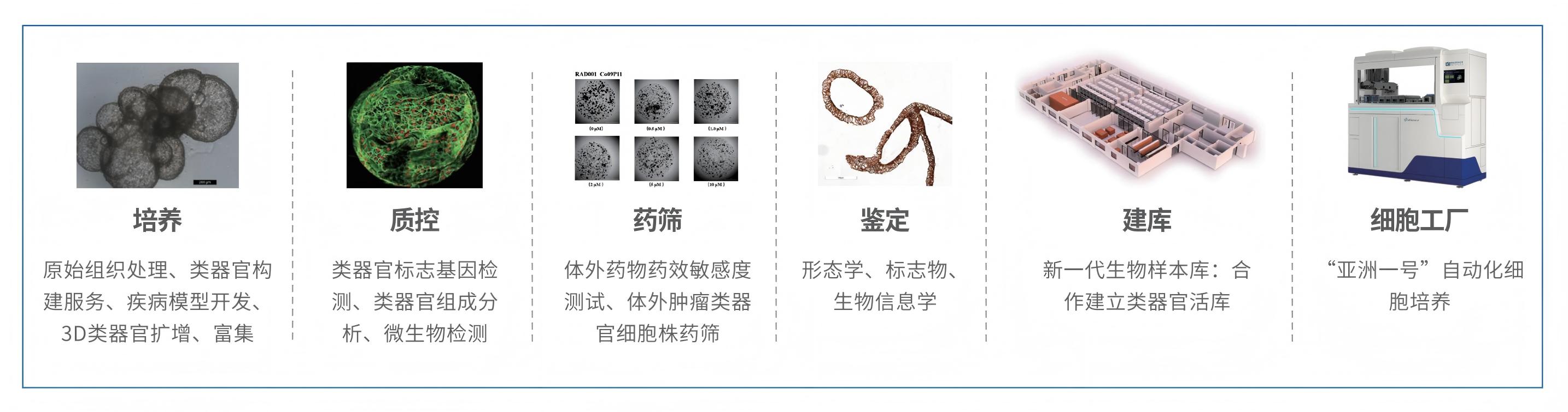 亚洲一号-类器官服务_芯超_转曲2025.8.13定稿-彩页_03(1)-肿瘤类器官服务