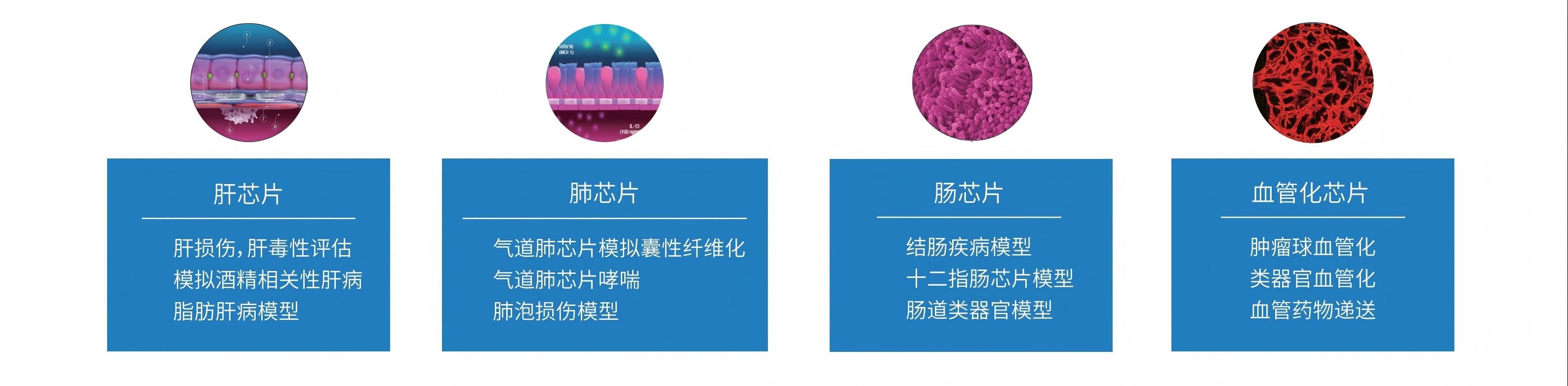 亚洲一号-类器官服务_芯超_转曲2025.8.13定稿-彩页_05(1)-器官芯片