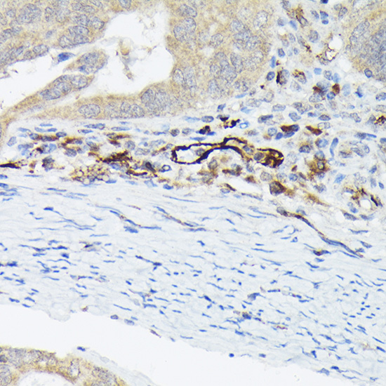 A1335_IHC_01_(1089291).jpg