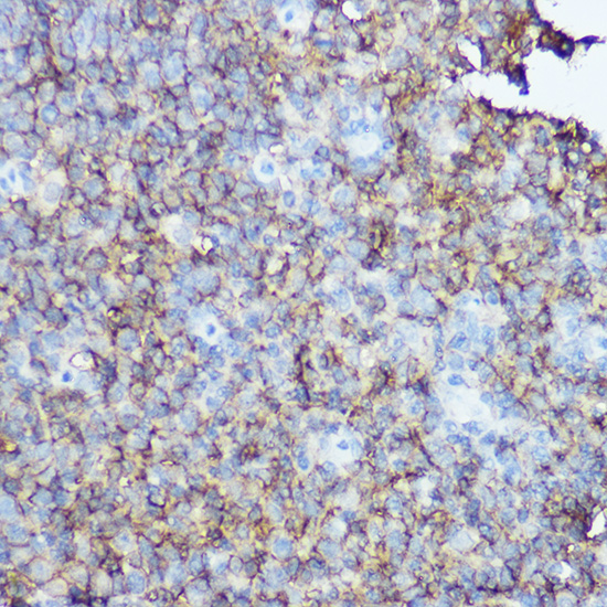 A1793_IHC_01_(1080780).jpg