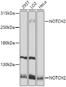 A0560_WB_01_(12616).jpg